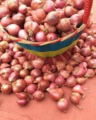 Свежие овощи индийские маленькие экспортеры лука/индийский красный лук/красный лук экспортер