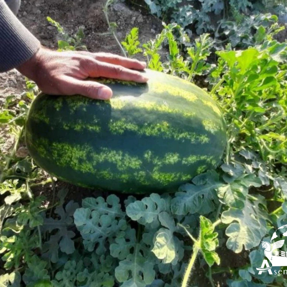 Fresh sweet watermelon, seedless watermelon for sale, wholesale watermelon fruit sweet and juicy