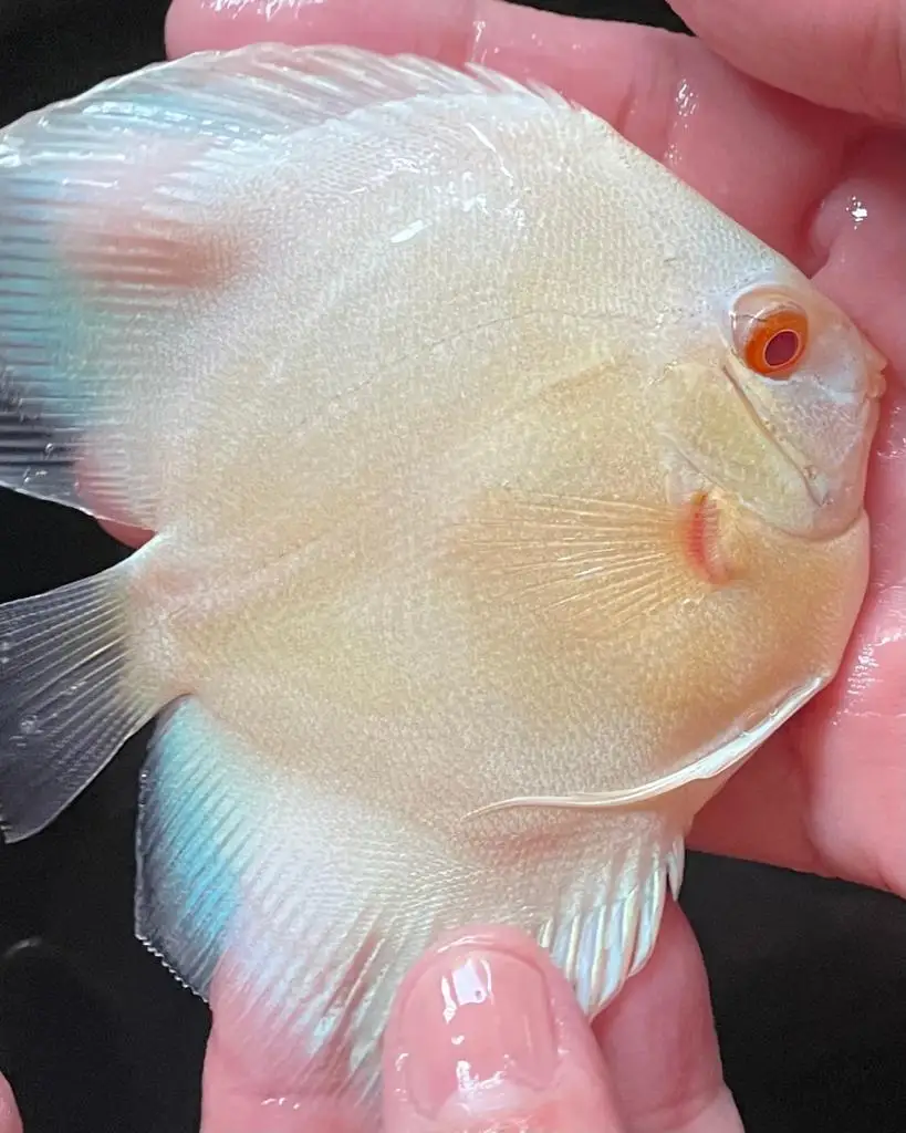 
Discus Fish (Symphysodon) 