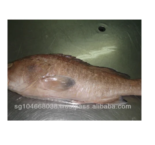 Морской окунь весь потрошат масштабируется из Йемена