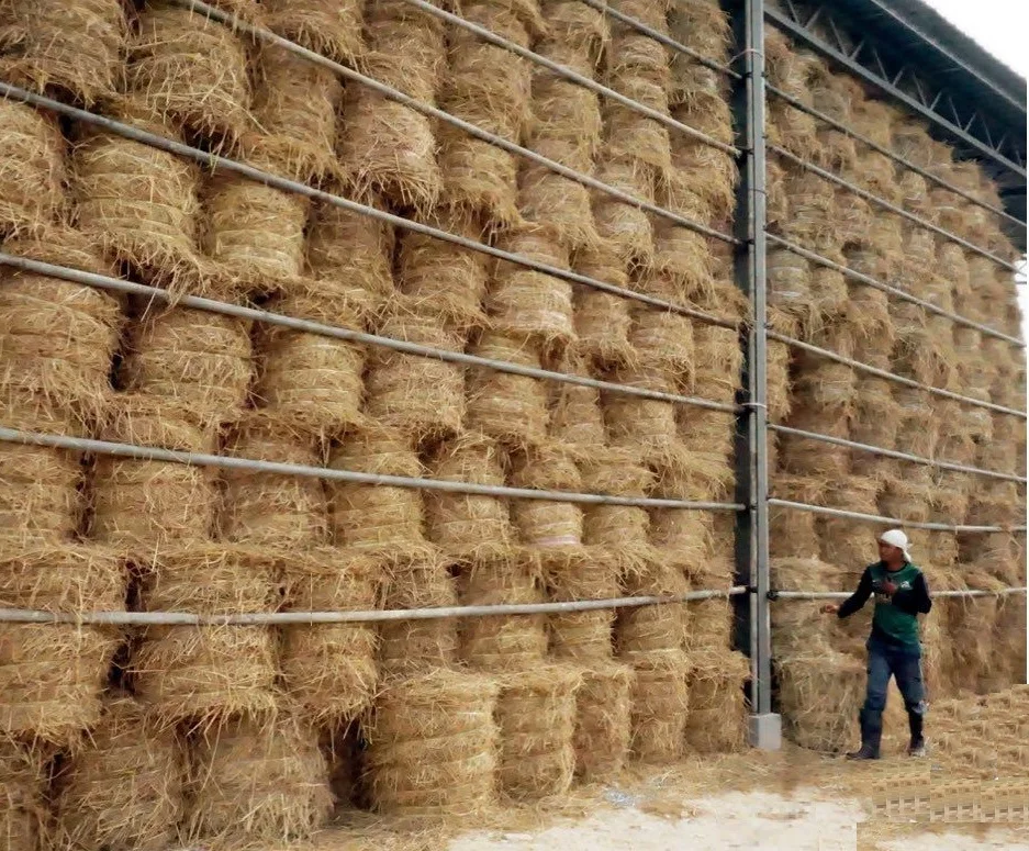Rice straw for animal