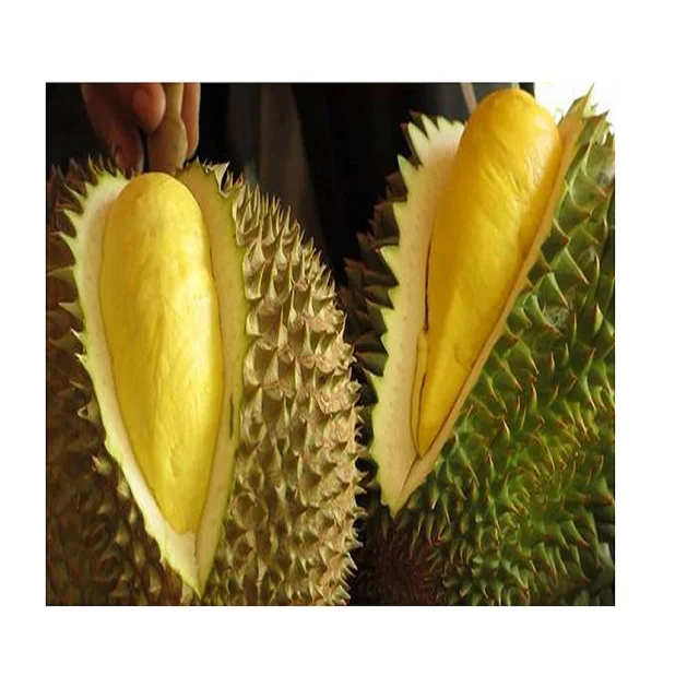2021 Wholesale Fresh Durian Best Price High Quality for EU market Bio clean Global Gap in Vietnam Free Tax