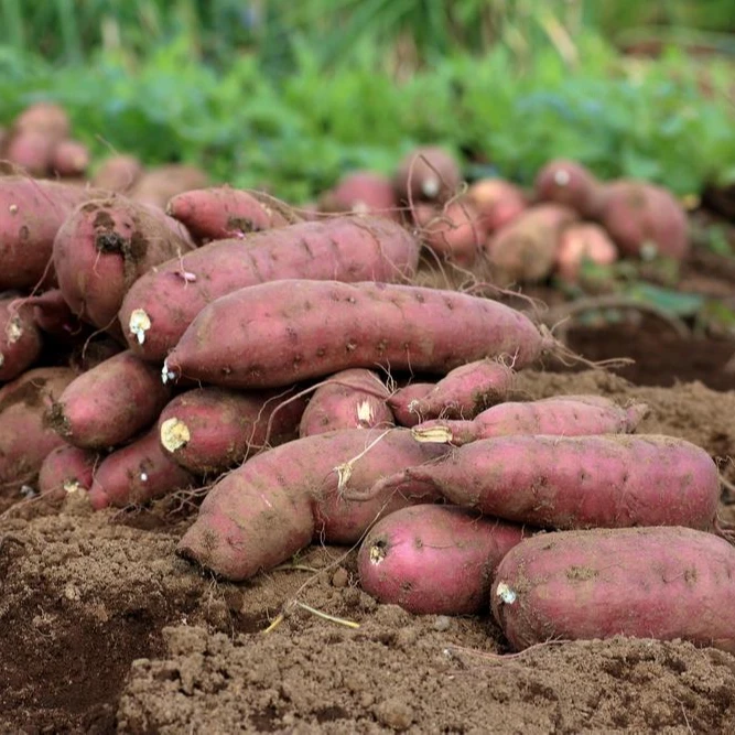 Оптовый продавец высококачественных деревенских картофельных изделий из Вьетнама номер один