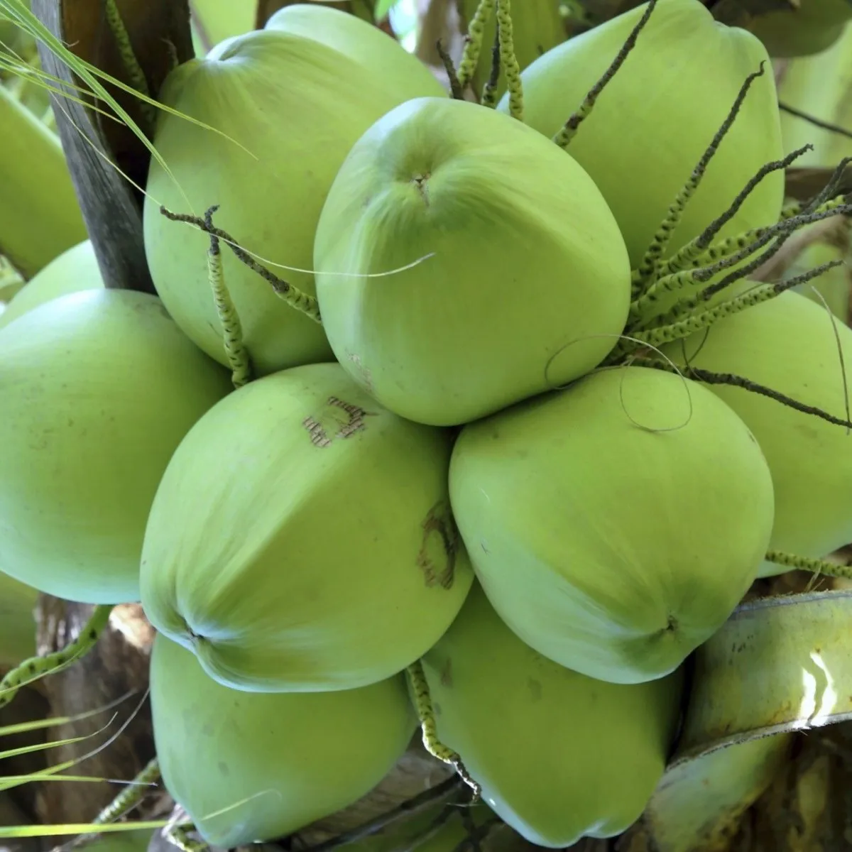 
Best Price White Coconut Oil 100% Pure Cold press at Bentre Vietnam factory wholesale High Quality Aromatherapy RBD Moisturizing 