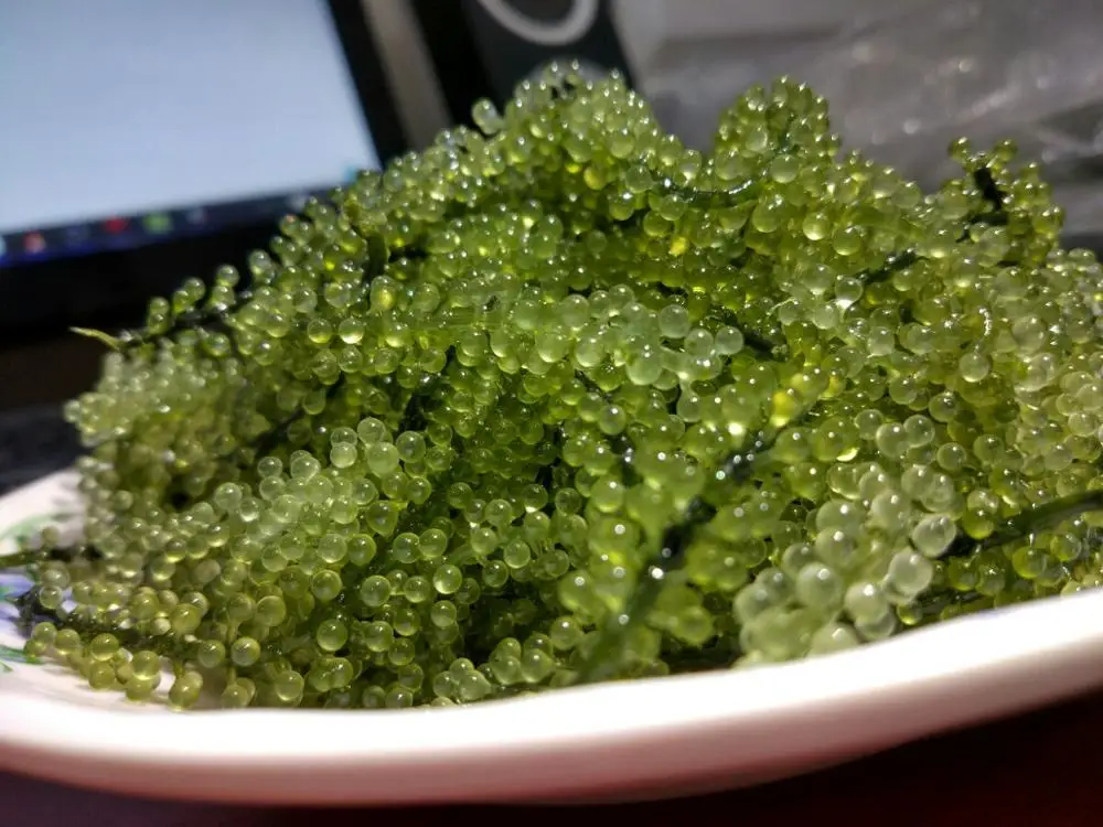 
SEAGRAPE in seaweed from VIETNAM 