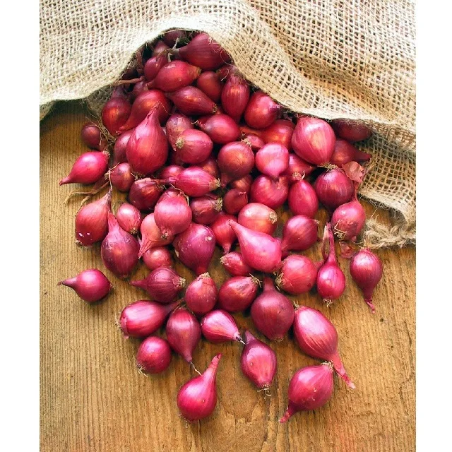 Vegetable SMALL ONION Organic Factory Supply Fresh Crops Fresh Green Vegetable for export for sale