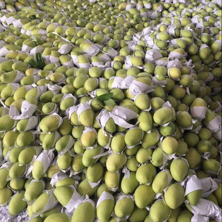 Best Choice The Exporter Fresh YELLOW KEO  Mango Have Carton Packaging Best Recommend From Vietnam