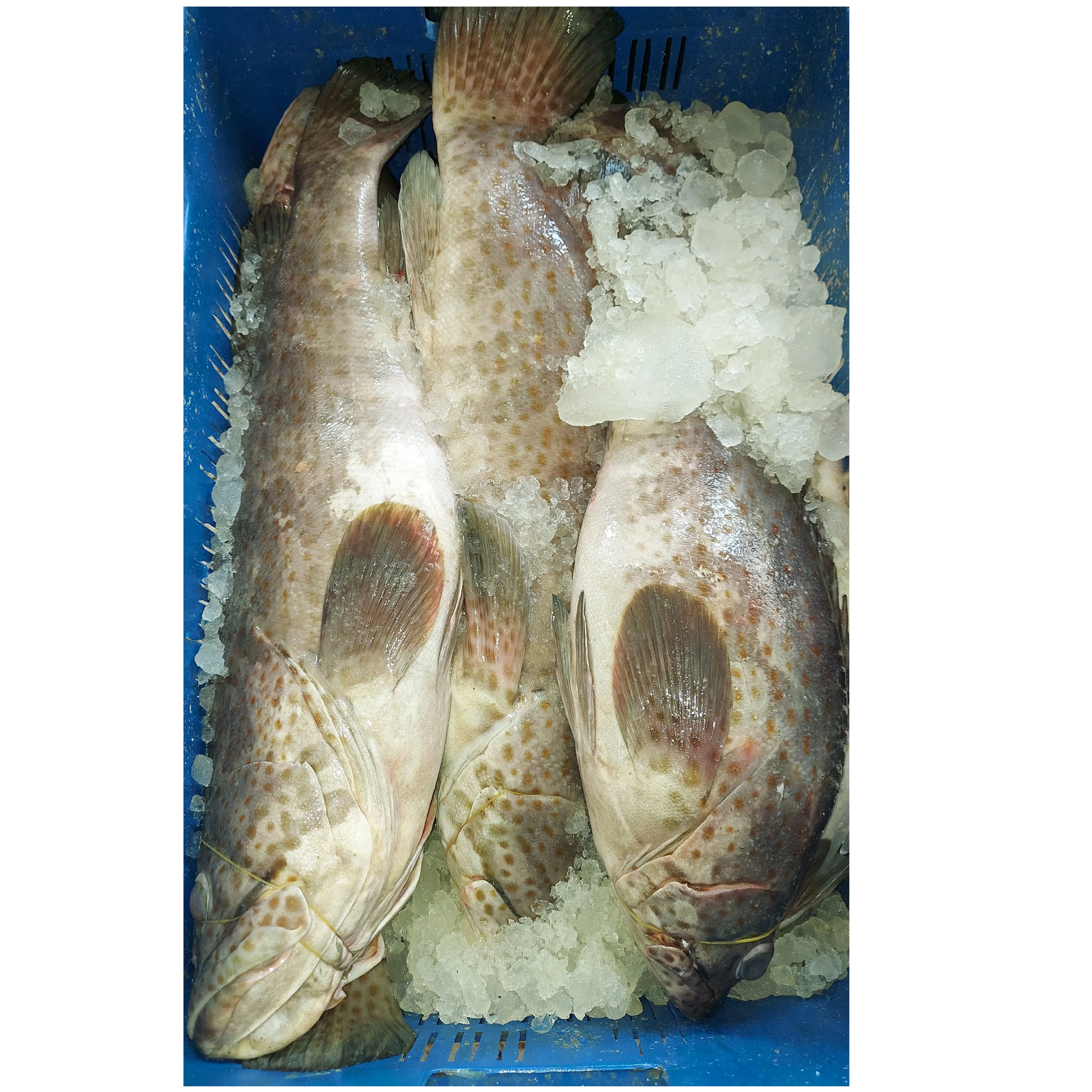 Brown Spot Grouper  Fish Fresh Premium Quality Bangladeshi Origin Hamour  Size 1-2KG 2-5KG 5-10KG per Piece
