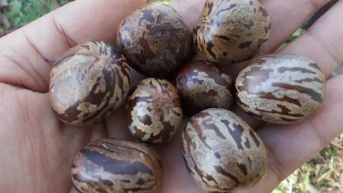 
Best and high supply of natural dried rubber seeds for sale 