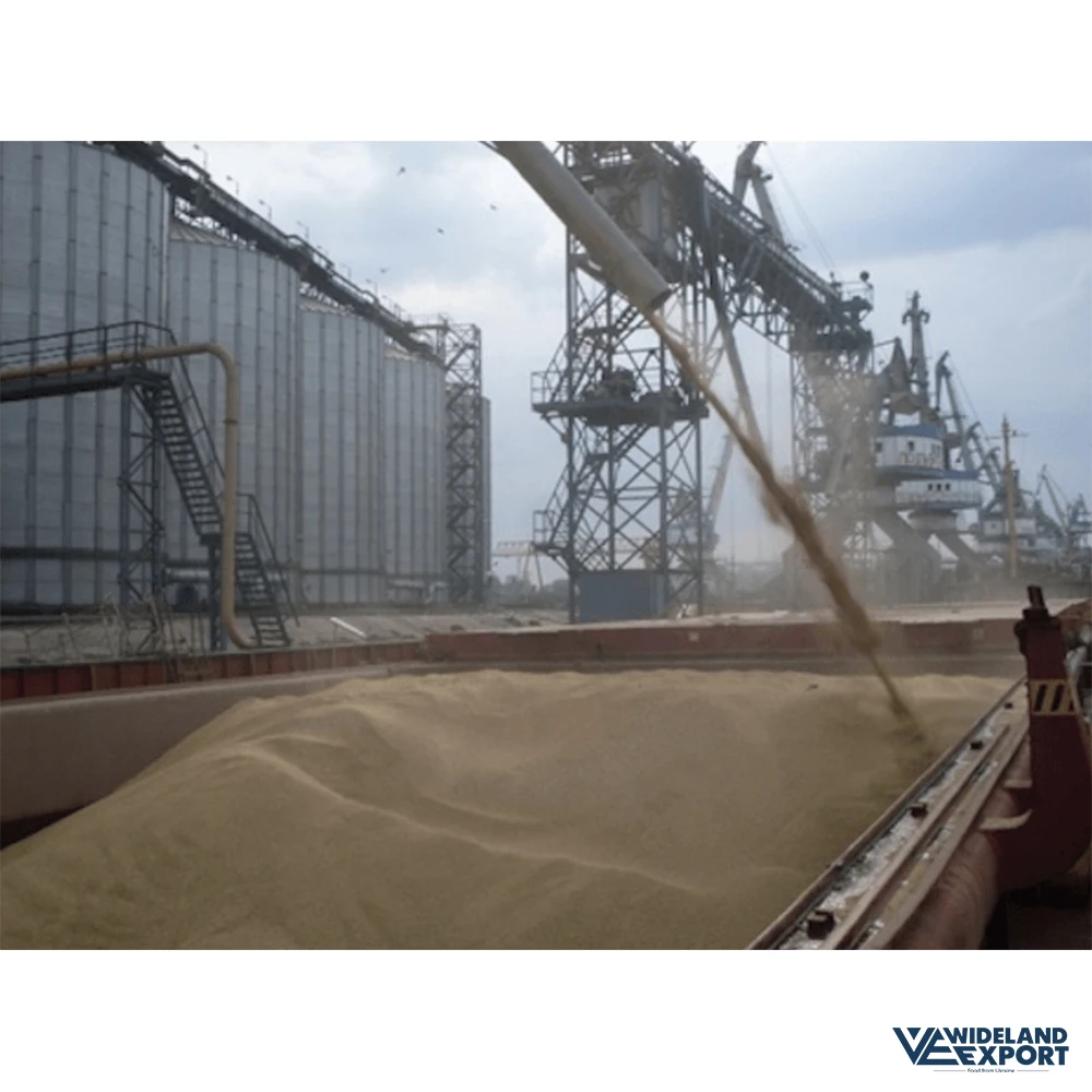 Almond Flour Wheat Flour and White Skin 100 Natural DHL Max Discount OEM Sea Bulk Storage Cool TNT Packaging Food Color Cooking