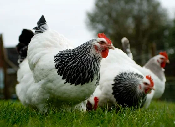 Fertilized egg of special chicken breed Light Sussex from Turkey best price High Quality