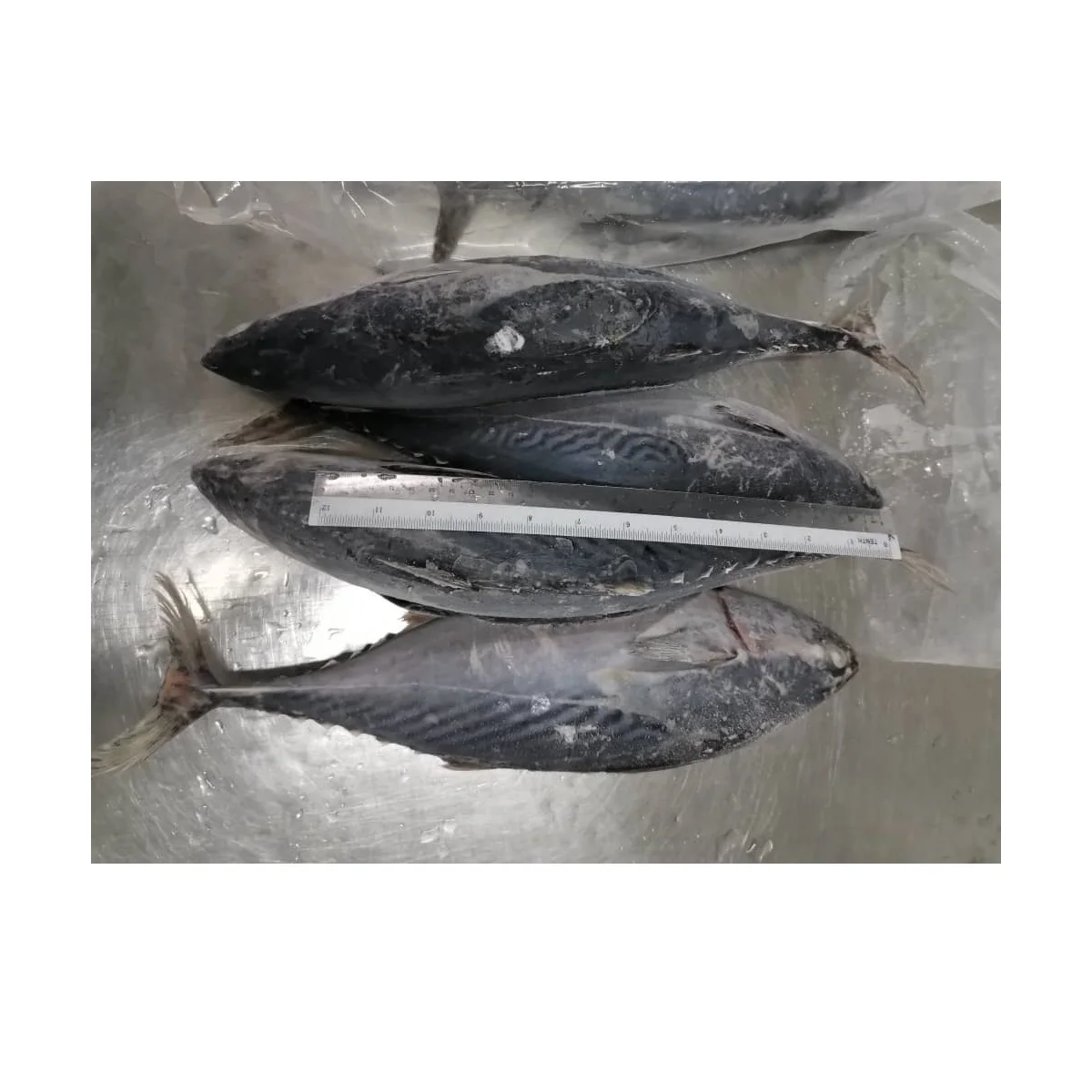 Malaysia Seafood Frozen Whole Round Bonito Tuna With BQF Freezing Process For Premium Quality