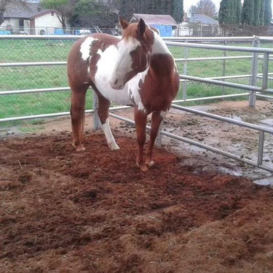 COCO PEAT FOR ANIMAL BEDDING
