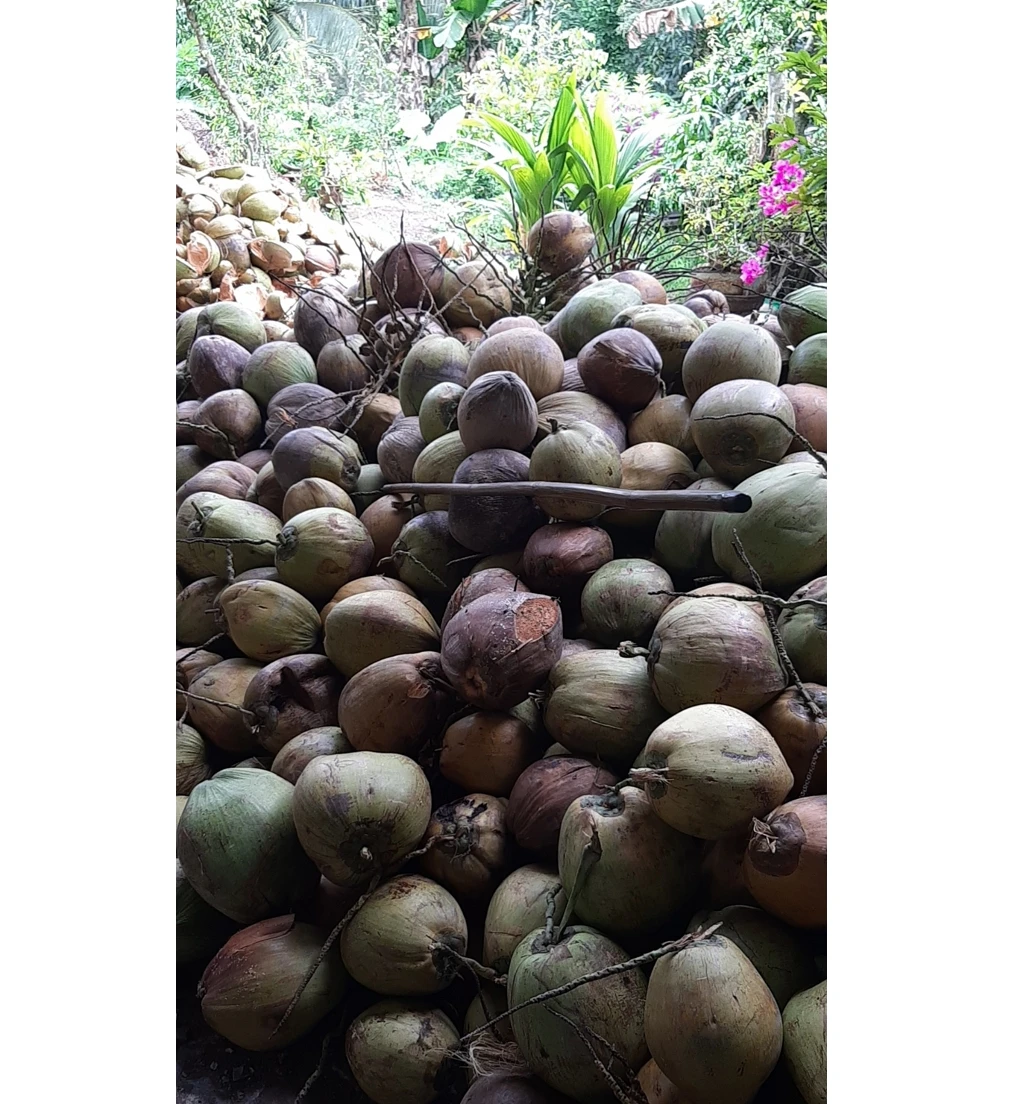 Fresh mature coconut in bag newly harvested made Viet Nam Phytosanitary Certification