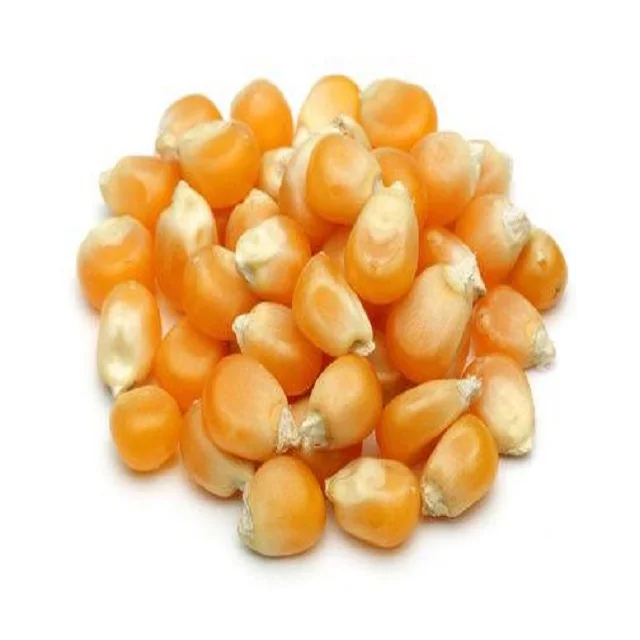 Yellow Corn & White Corn/Maize for Human & Animal Feed