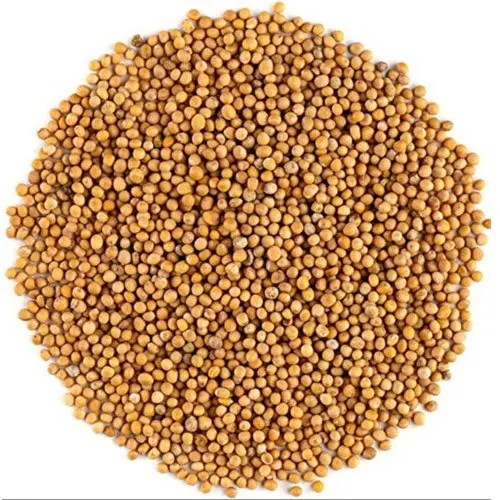 Spices Factory Wholesales high-quality kitchen seasonings mustard seeds yellow mustard seeds dried mustard with low price
