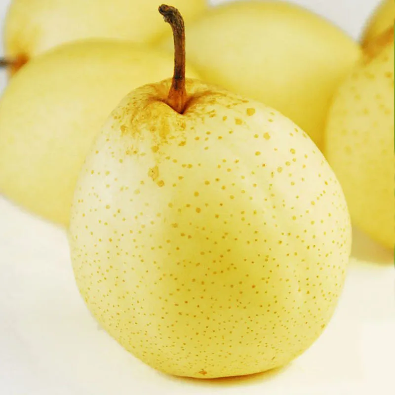 Singoo Pears with Taste of very sweet & juicy Fresh Natural Fruit Cultivated SA