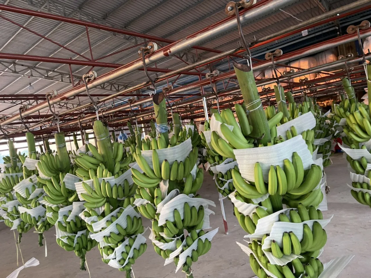 MicrosoftTeams-image (1).png