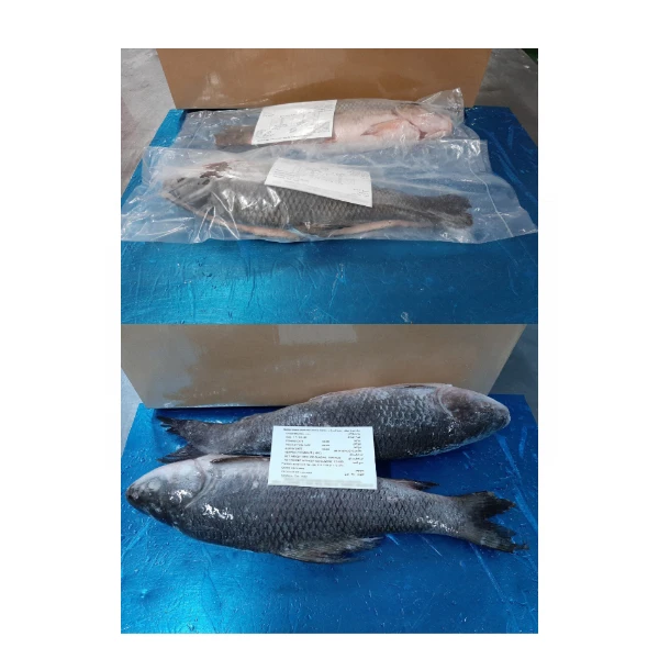 Wholesale Whole Frozen Rohu Fish Price for Sale