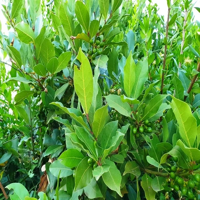 Laurel Berry Oil from Turkey 100 % Pure