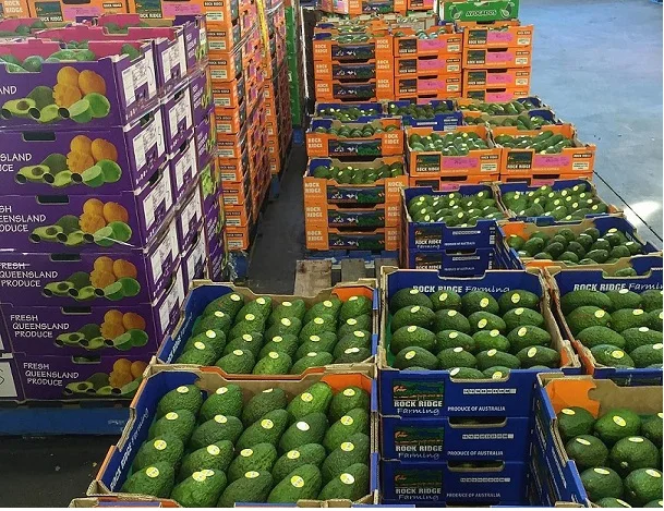 Cheap Fresh green avocado & Hass Avocado