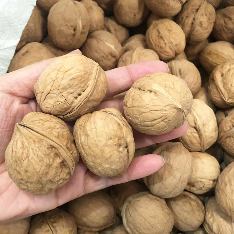 walnuts in-shell with competitive price from Turkey