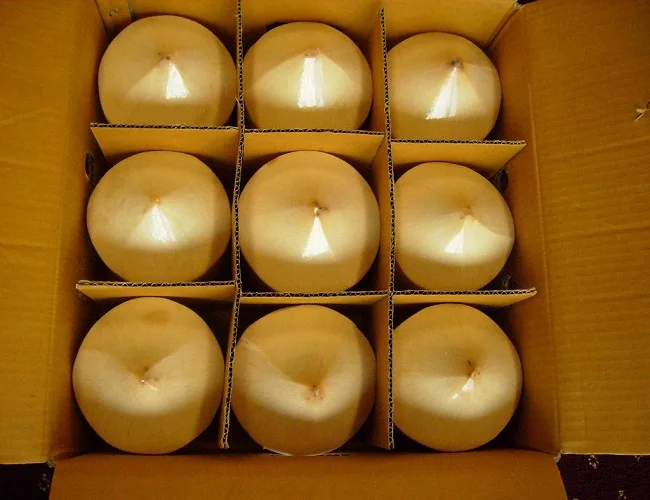 FRESH YOUNG COCONUT DIAMOND SHAPE HIGH QUALITY BEST PRICE FROM VIKAFOODS (WhatsApp/Wechat: + 84 983 028 718)