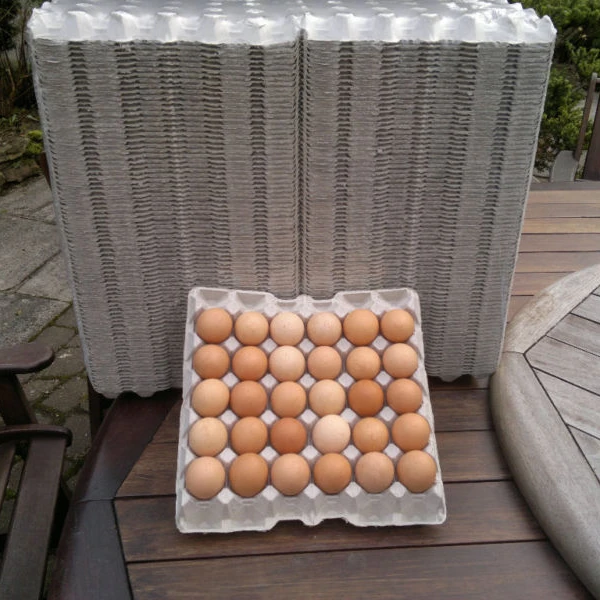
Paper Pulp Egg Tray 