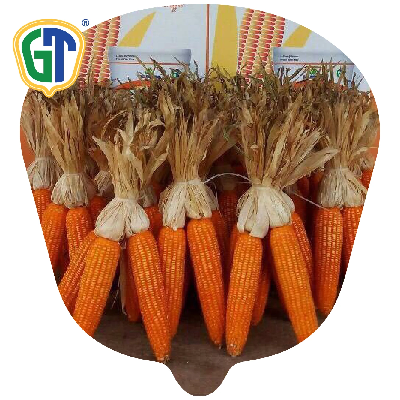 
GT722 Good Grain Quality F1 Hybrid Corn Seeds Supplier From Thailand 