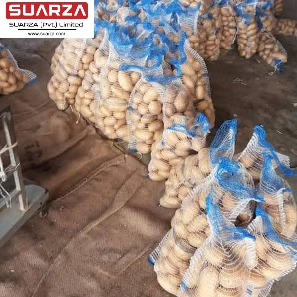 Top Quality Competitive Price Fresh Potato