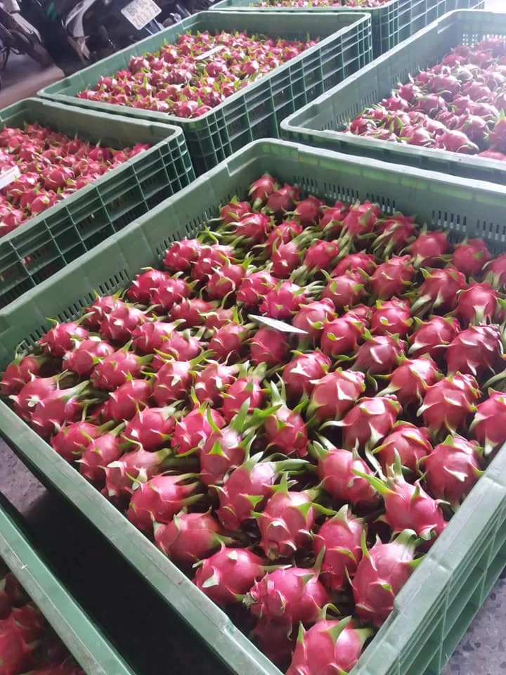 Red Dragon Fruit from Vietnam - Low price for export 100% High Quality Fruit