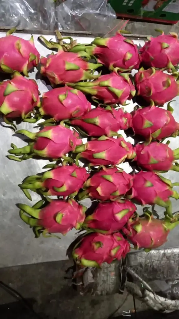 Fresh Dragon Fruit from high Quality and competitive price for export 2021 +84 348130861