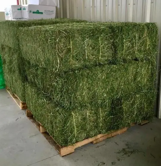 
Quality Alfalfa Hay for Animal Feeding Stuff Alfalfa 