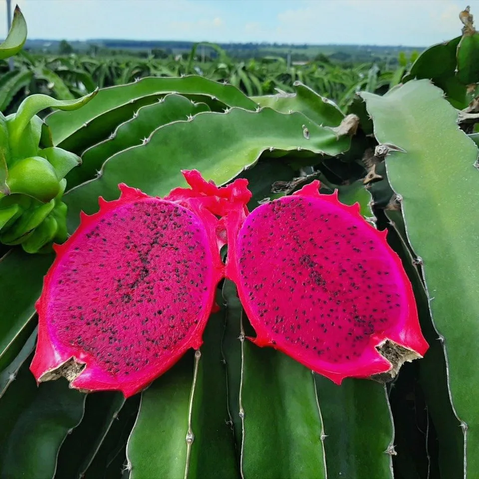 Свежий вьетнамский фрукт красного дракона (Pitaya/Pitahaya) -Премиум высокое качество чистое сельское хозяйство глобальный зазор престиж привлекательная цена