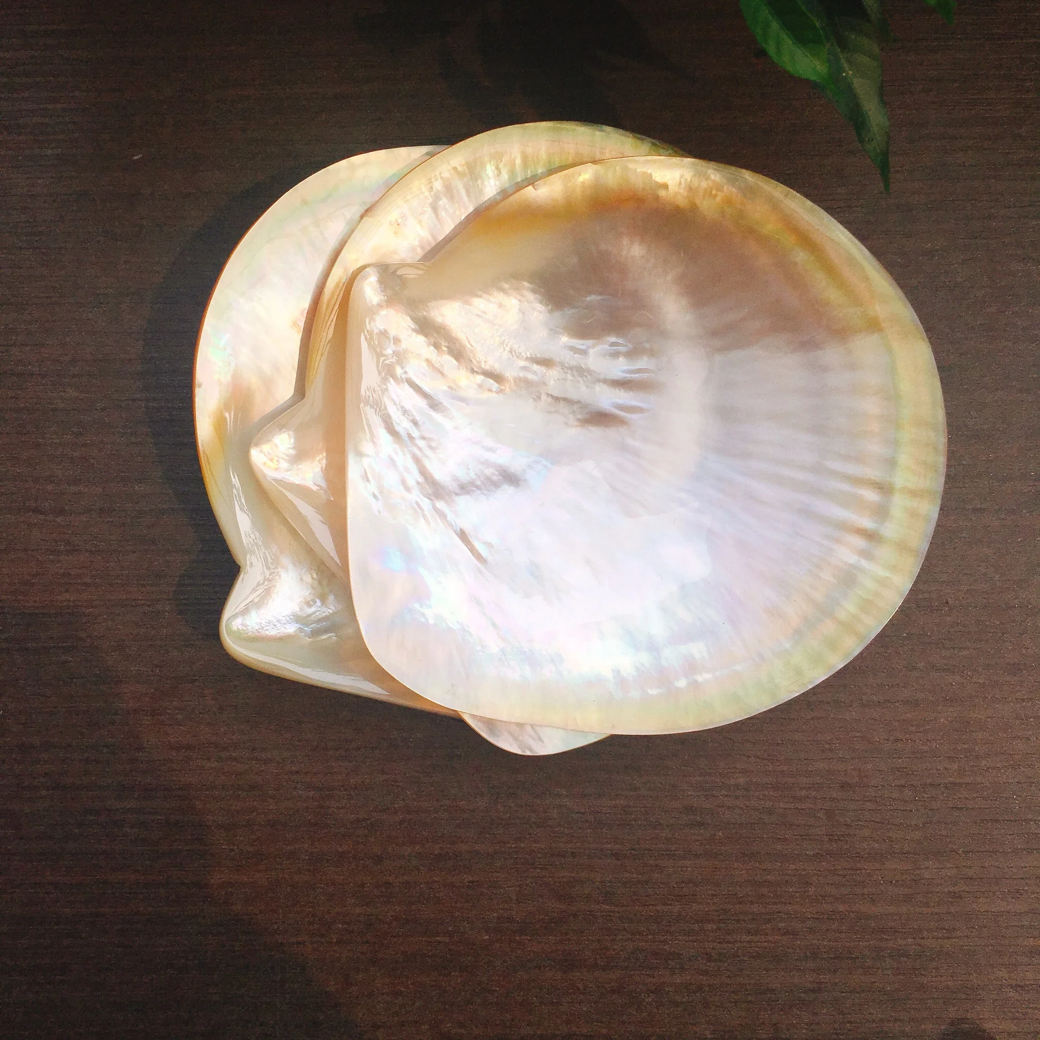 ELEGANT& ROYAL GOLD Pearl Plate , Mother Of Pearl Plate, Caviar Mop Dish.Made entirely from natural mussel shells