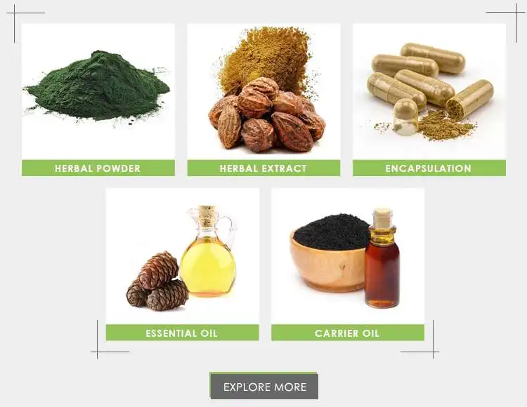 Leading Supplier of Hot Selling Best Quality 100% Pure Dandelion Extract Powder at Competitive Price