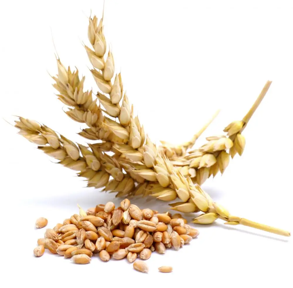 100% Organic long Wheat grain Lowest Market price