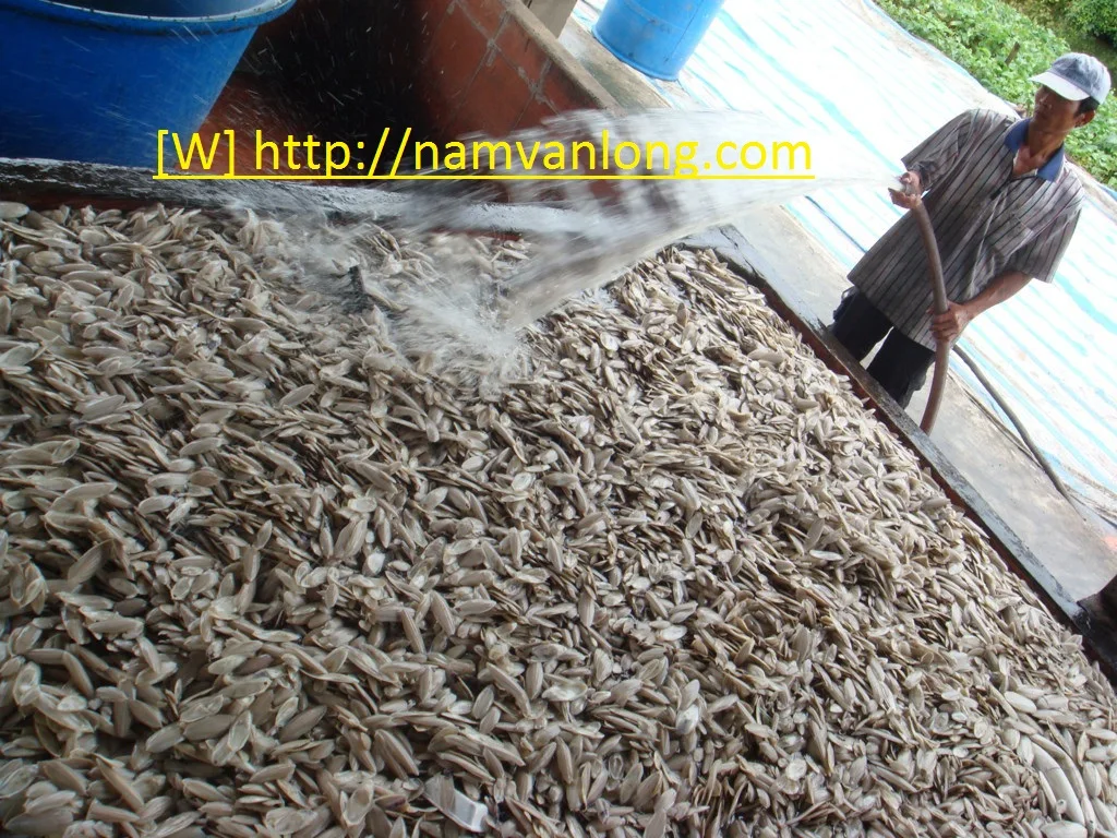 Обрезанная/НЕОБРАБОТАННАЯ косточка с лучшей ценой для лекарств/корма птиц/животных разных размеров из Вьетнама (оптовая продажа)