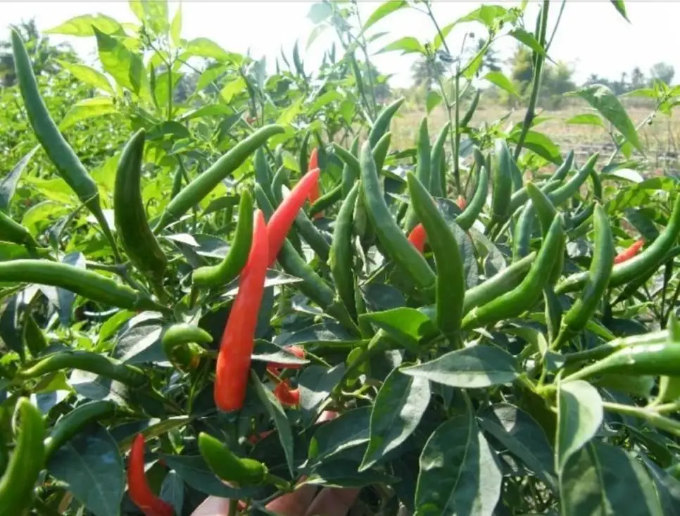 Свежие тайские зеленые чили/свежие овощи G4!