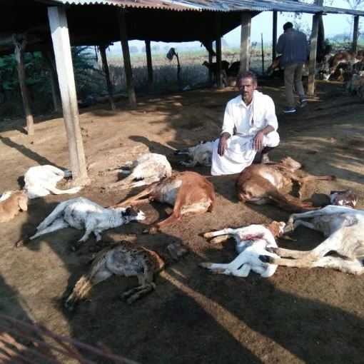 
Palla Sheep/ Boer Goats Live Sheep Cattle Live Dairy Cows and Pregnant Style Weight Origin Type Product Place Alive Livestock 