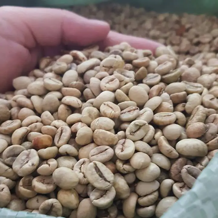  Самый продаваемый кофе Лучший в мире КОФЕ robusta