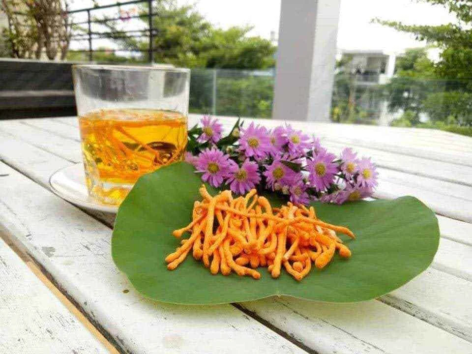 Manufacturer Dried Fungus Cultivated Cordyceps Militaris Subtainable Quality