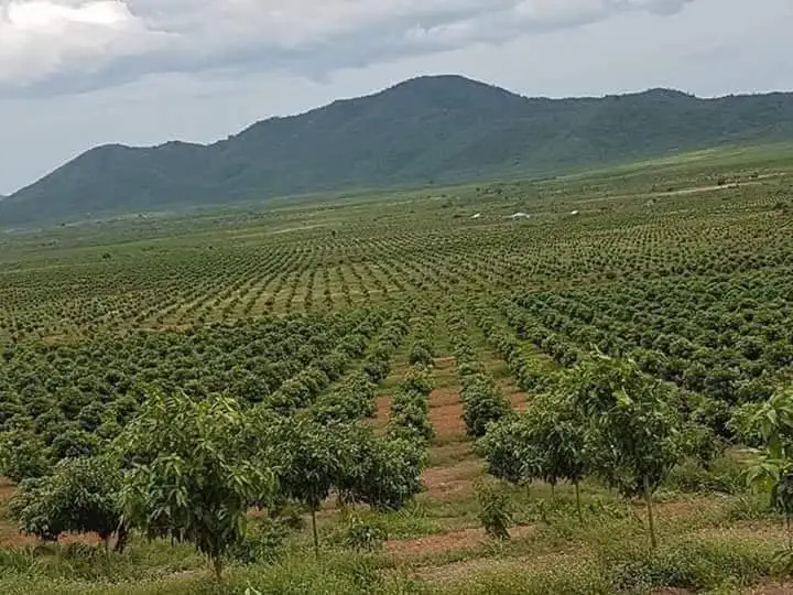 The Best Choice Have GAP Certification The Top Recommend For Fresh Green Mango Shipping From Vietnam