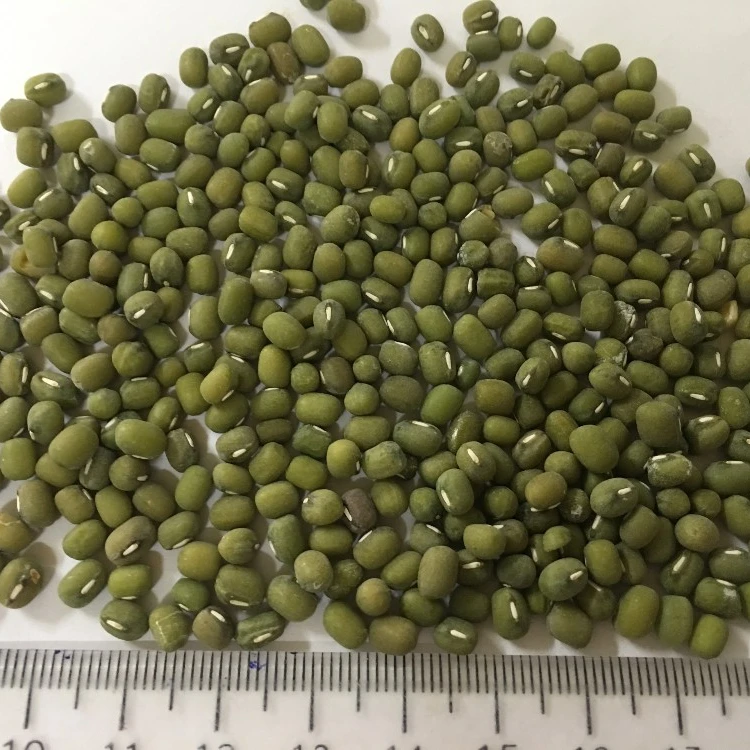 
VIETNAM BEST SELLING GREEN MUNG BEANS 