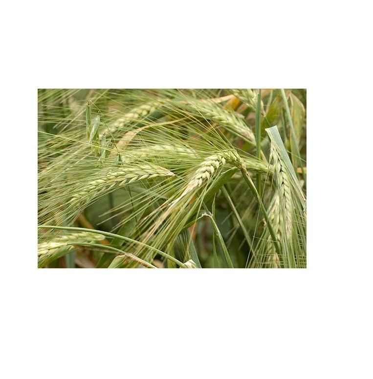 Best Quality Supplier Rye For Sale In Cheap Price