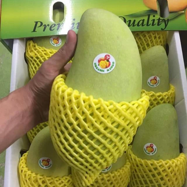 
Fresh Mango Gold Phoenix High Quality tropicals Fruit Hot selling 