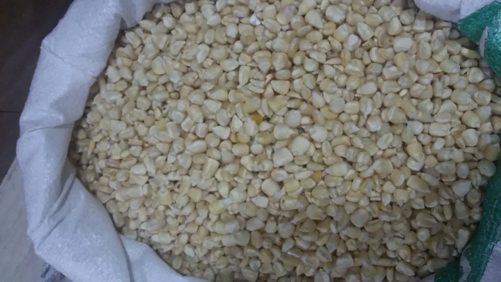 Top Quality White Corn Maize/White Maize Corn