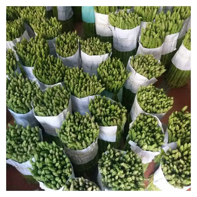 Выращивание спаржи/посадка корней спаржи-поставщик для большого объема зеленой спаржи из Вьетнама 2021