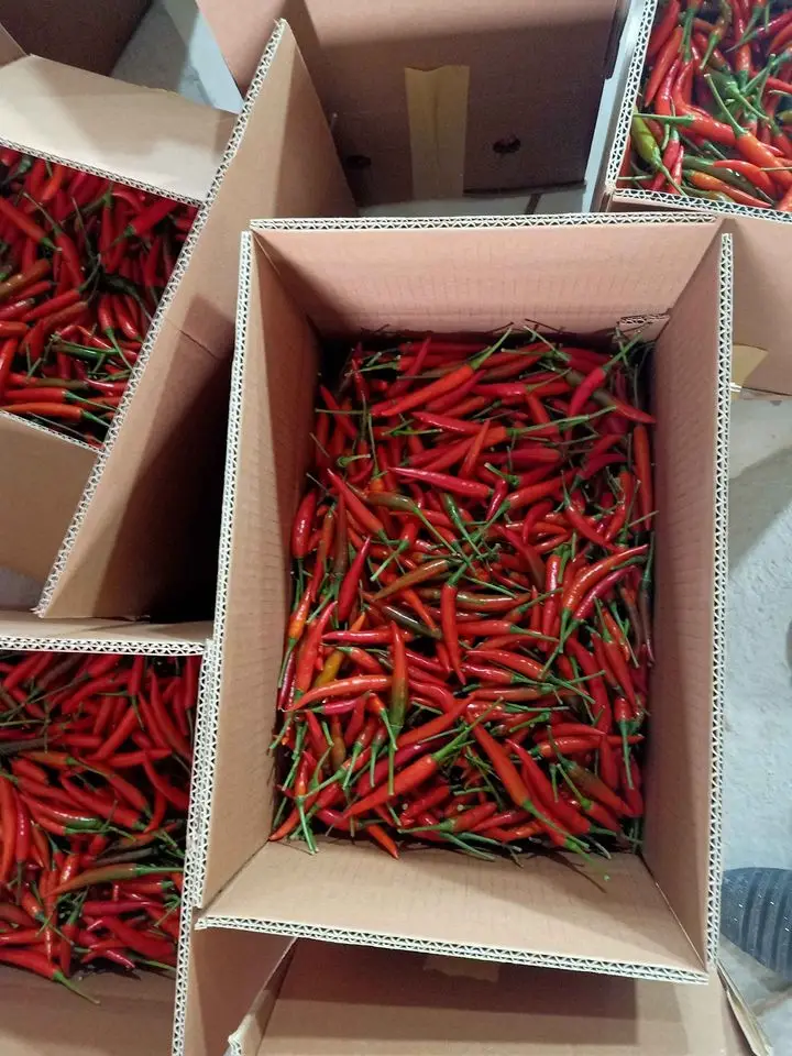 Горячий пряный натуральный красный свежий стручковый перец чили из Вьетнама