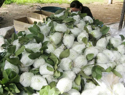Fresh Guava (Green Skin) from Vietnam for the best price to export - VietGAP and GlobalGAP standards in agricultural production